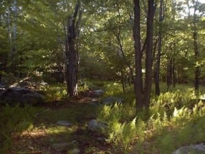 A portion of the Laurel Highlands Hiking Trail. Photo courtesy of Steve Pero.