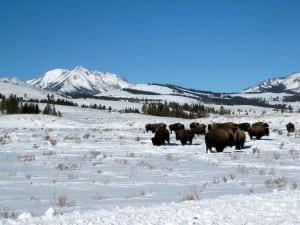 Bison and Electric Peak during a Yellowstone winter snowshoe adventure. Photo: Bryon Powell