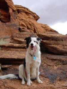 Junebug on a hike in southern Utah.