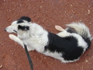 Junebug on a run in Death Valley National Park.