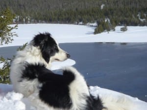 Junebug on a snowshoe trip in Montana.