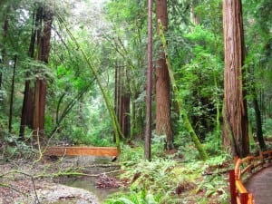 Muir Woods Interpretive Loop. Photo by Leor Pantilat.