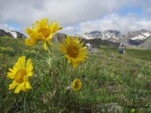 Regardless, the sun ... or a sunflower can brighten up any run.