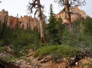 A view from Bryce Canyon National Park's Under The Rim Trail.