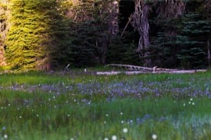 Pothole Meadows along the Waldo 100k course. Photo: Michael Lebowitz/LongRun Pictures