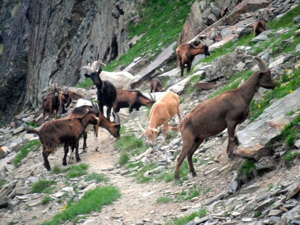 2013 TdG - goats