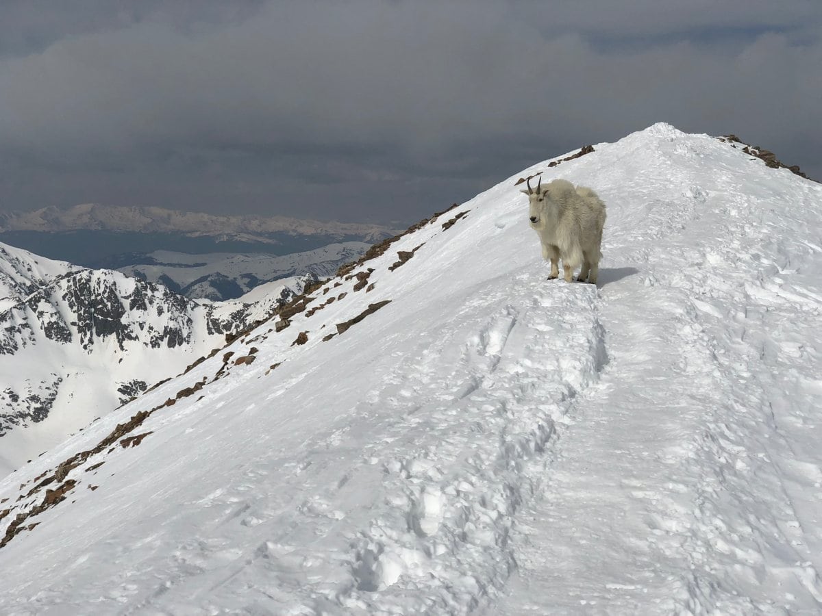 2018 Quandary Peak Mountain Goat Irunfar Com