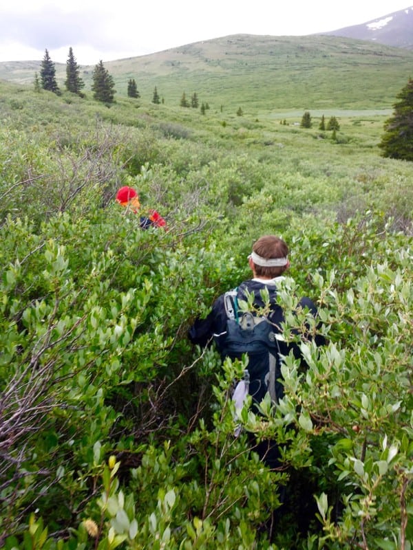 Andrew and Stefan Griebel hiking through willows on Mount Bierstadt (James Sims)
