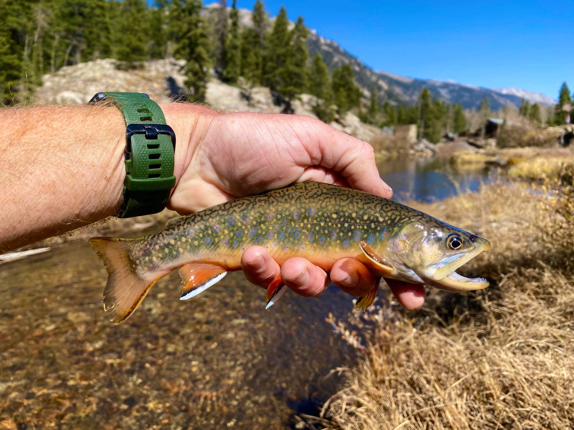 Autumn brook trout - Chalk Creek
