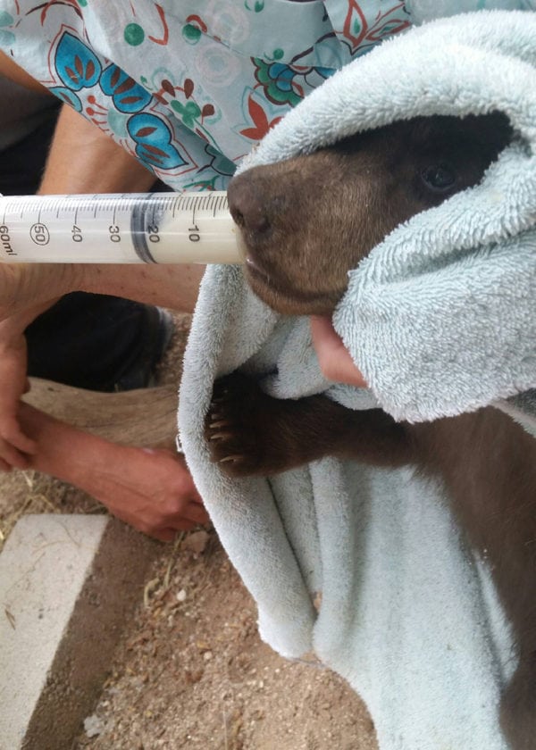 Bear Cub (New Mexico Department of Game and Fish)