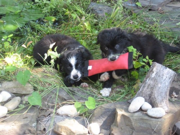 Bee&Gidget