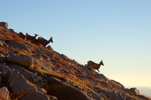 bighorn-sheep-on-mount-shavano-meghan-hicks-nolans-14