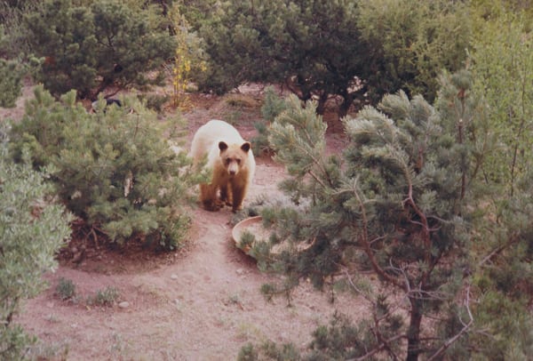Blond Juvenile American Black Bear in New Mexico (Alton R. Packard, Wikimedia Commons)