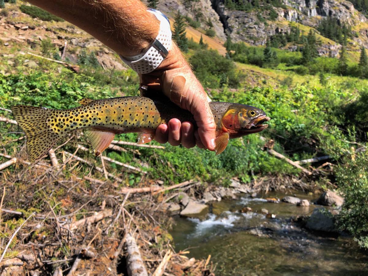 Colorado River Cutthroat Trout - Cunningham Gulch