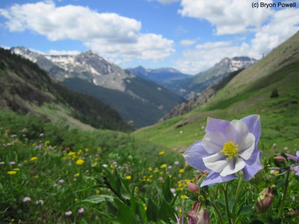 A columbine in Boulder Gulch. Columbine Boulder Gulch San Juan Mountains