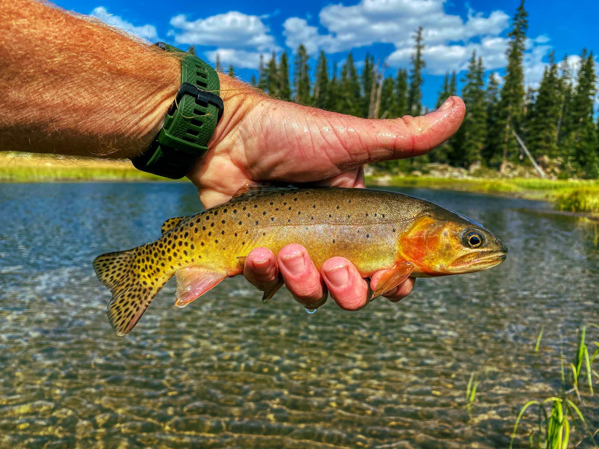 Cutthroat Trout - Sawatch Lake