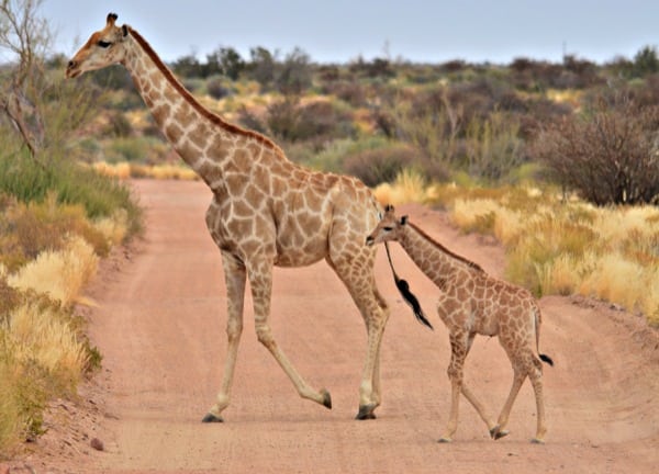 Daniel_Rowland_KAEM13_Stage_1_4 - Giraffe in the Augrabies National Park during the first stage of the race