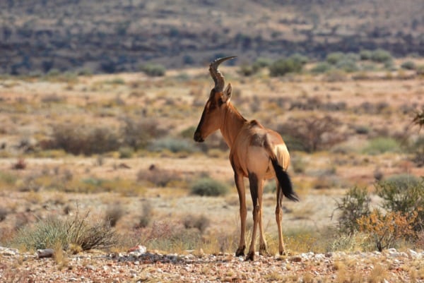 Daniel_Rowland_KAEM13_Stage_3_2 - A blesbok seemingly uninterested in the runners