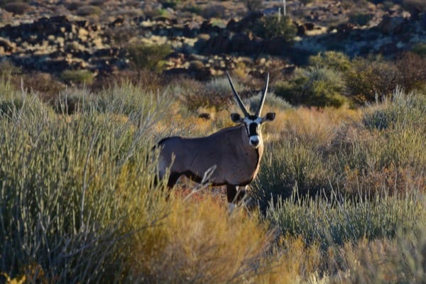 Daniel_Rowland_KAEM13_Stage_4-9 - A gemsbok in the Kalahari