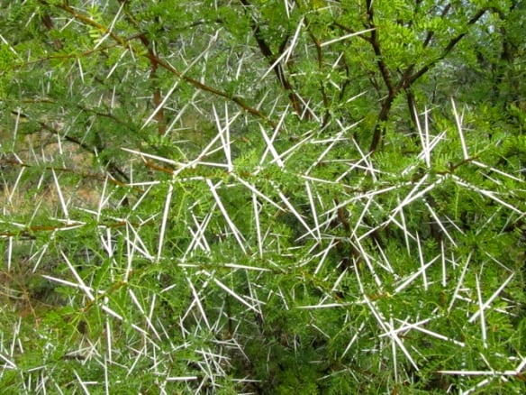 Egyptian Thorn