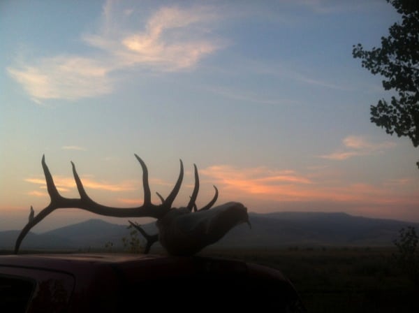 Elk skull