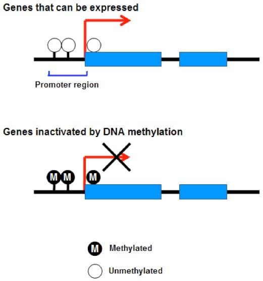 Epigenetics