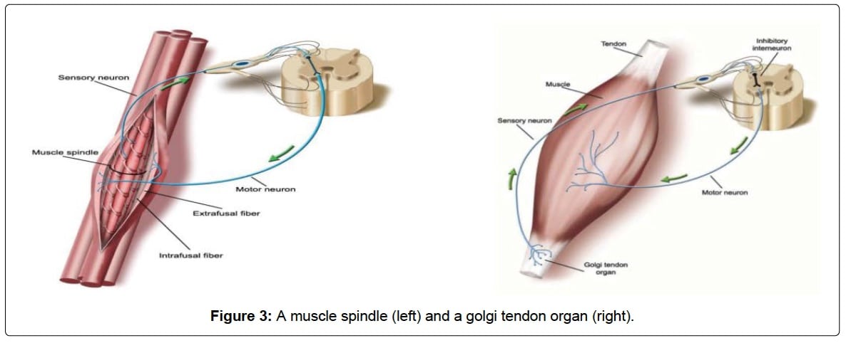 Holy Cramp! The Science Of Exercise-Associated Cramping ...