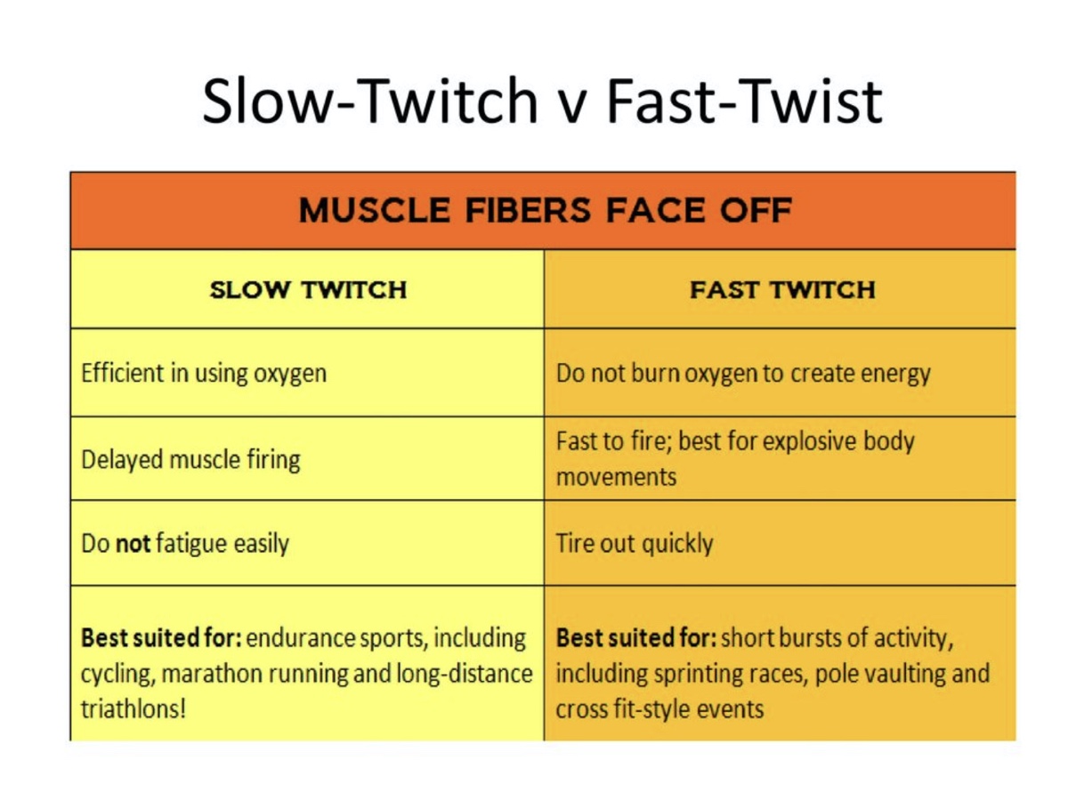 Slow twitch and fast twitch muscles