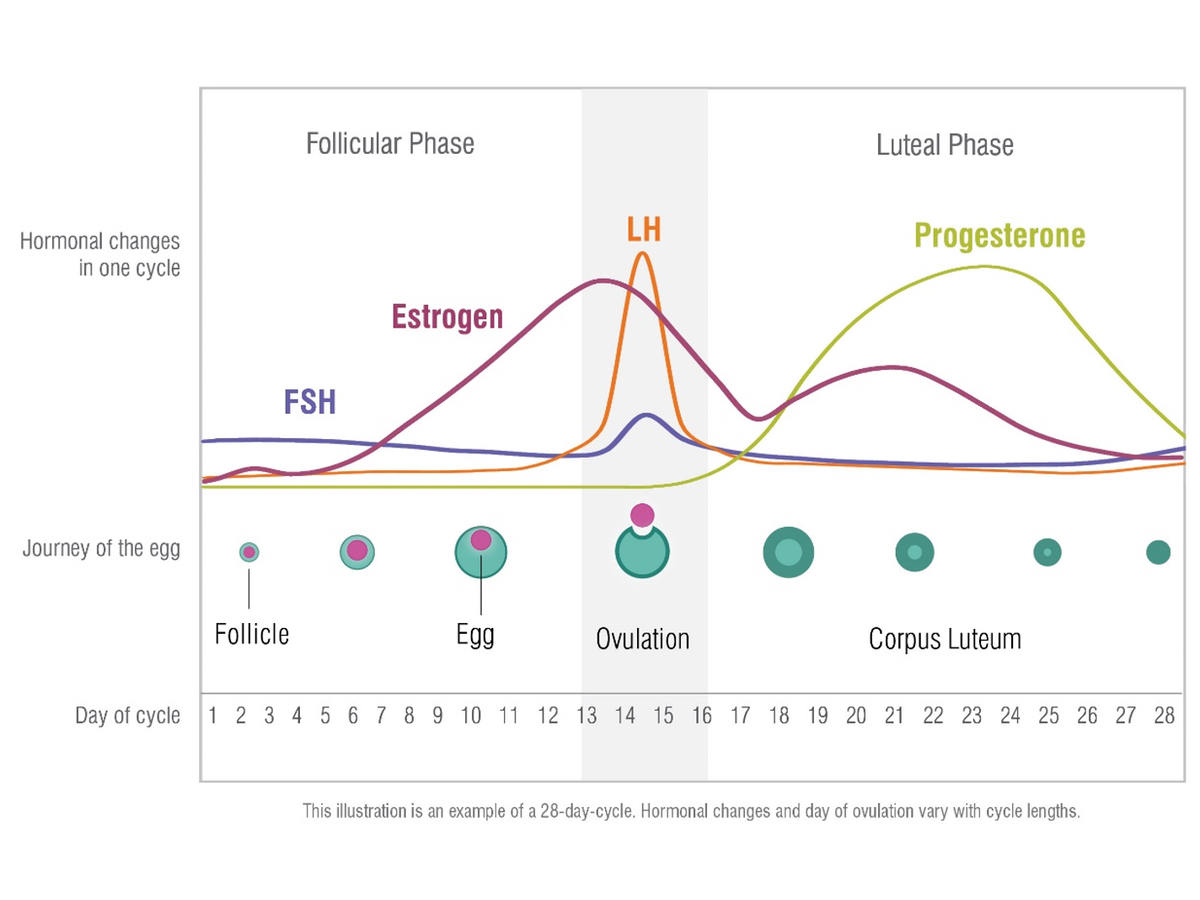 female menstrual cycle