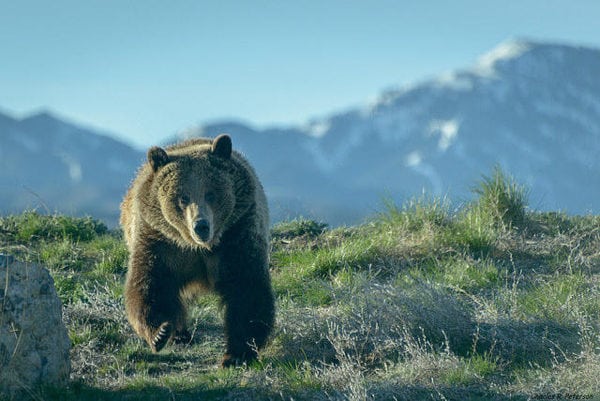 Grizzly Bear Charging (Charles Peterson, Flickr Creative Commons)