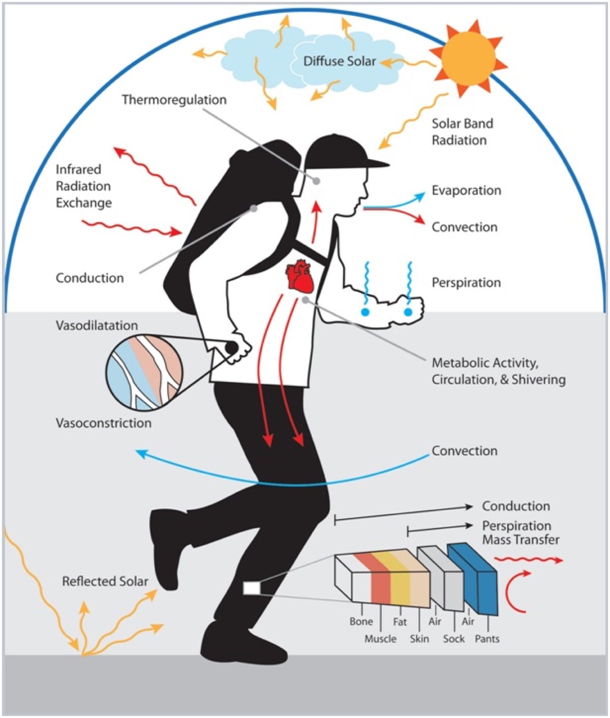 Heat acclimation for endurance running 2