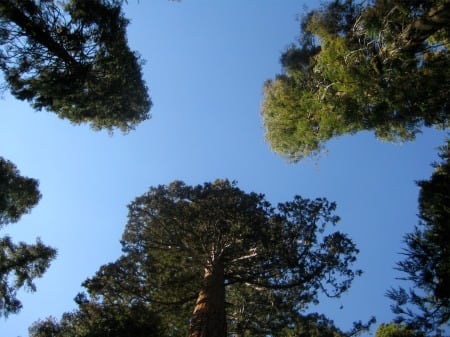 Mariposa Grove of Giant Sequoias Mariposa Grove of Giant Sequoias