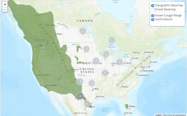 mountain lion travel radius