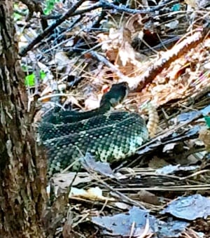 Ryan Sandes rattlesnake