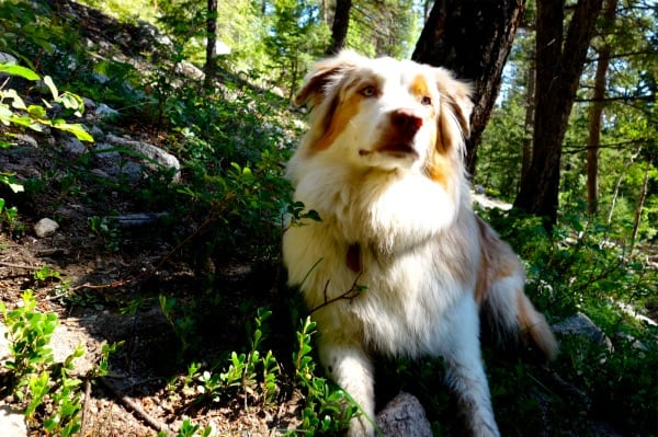 Scott Jaime - 2013 Colorado Trail FKT - Livvy