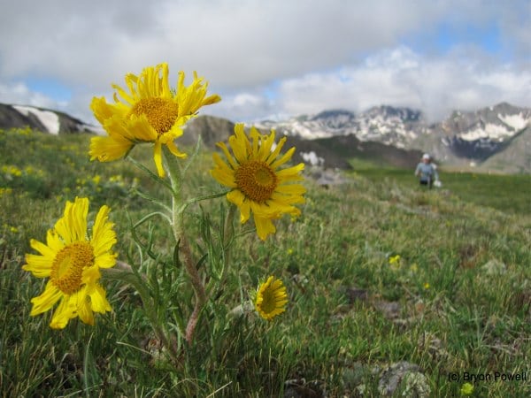 A sunflower high atop Rocky Gulch. Sunflower in Rocky Gulch San Juan Mountains