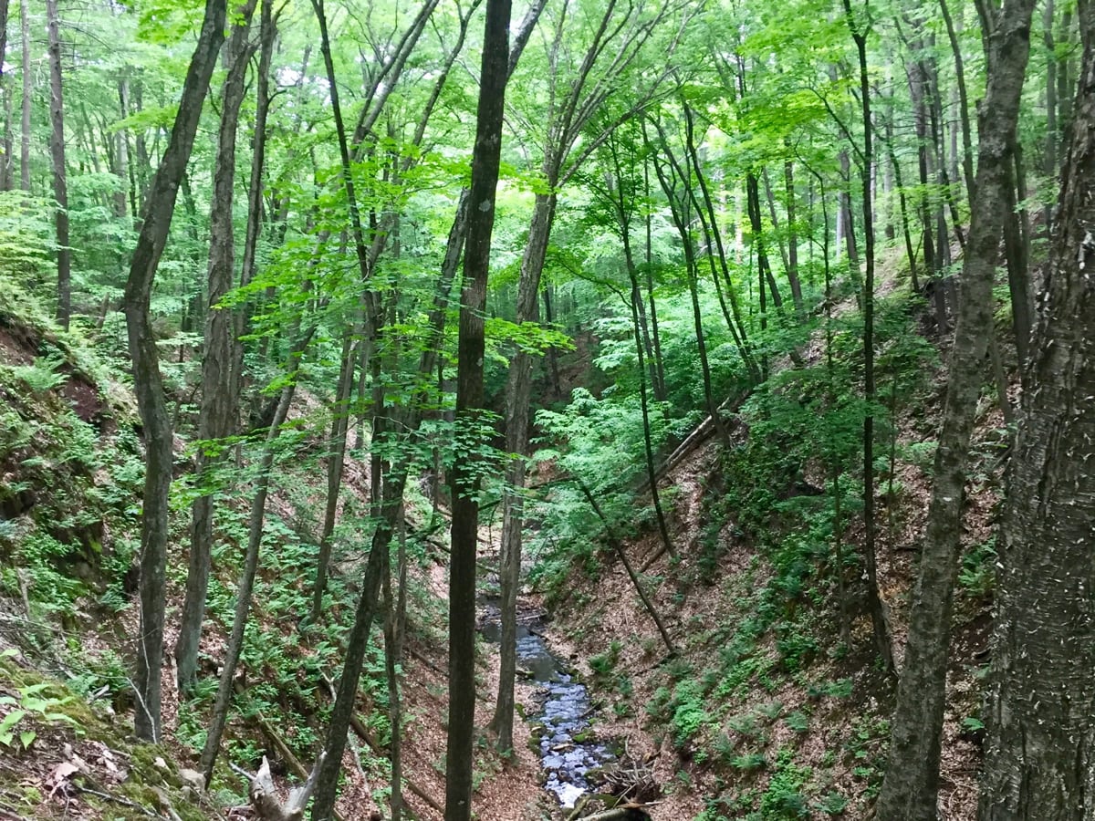 The Sleeping Giants woods