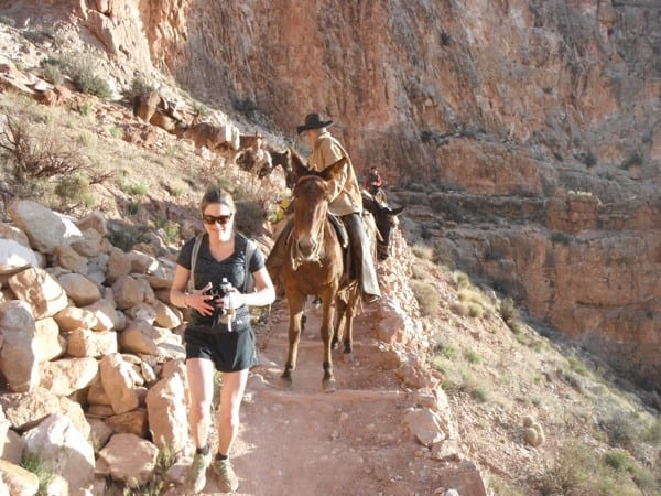Trail runner after passing mule train Grand Canyon National Park
