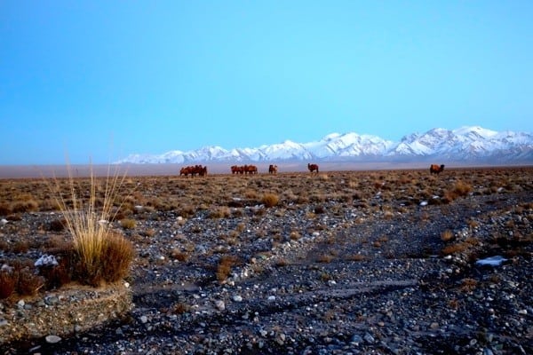 UTGR 2015 - Day 3 - Sunset with Camels