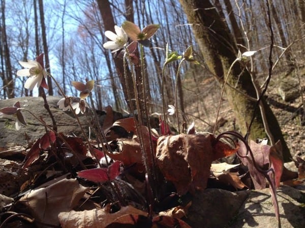 Wildflowers - 2015 Barkley Marathons