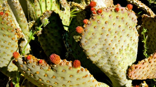 cactii