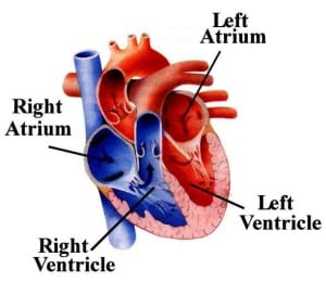Heart chambers.