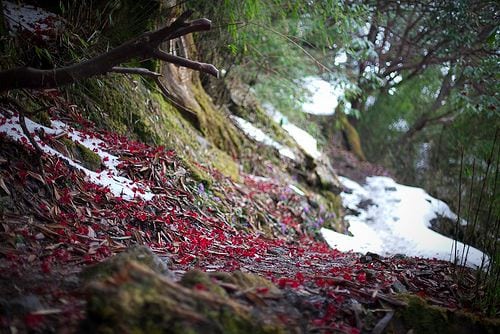 A rhododendron flower-covered trail in Nepal. rhododendron flower trail Nepal